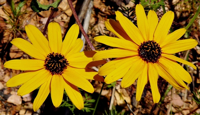 {Helianthus atrorubens}